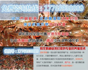 合山市小龙虾养殖势头强劲，直销价格引领市场新趋势