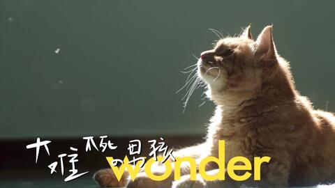 澳洲小龙虾苗脱壳全过程的细致解析