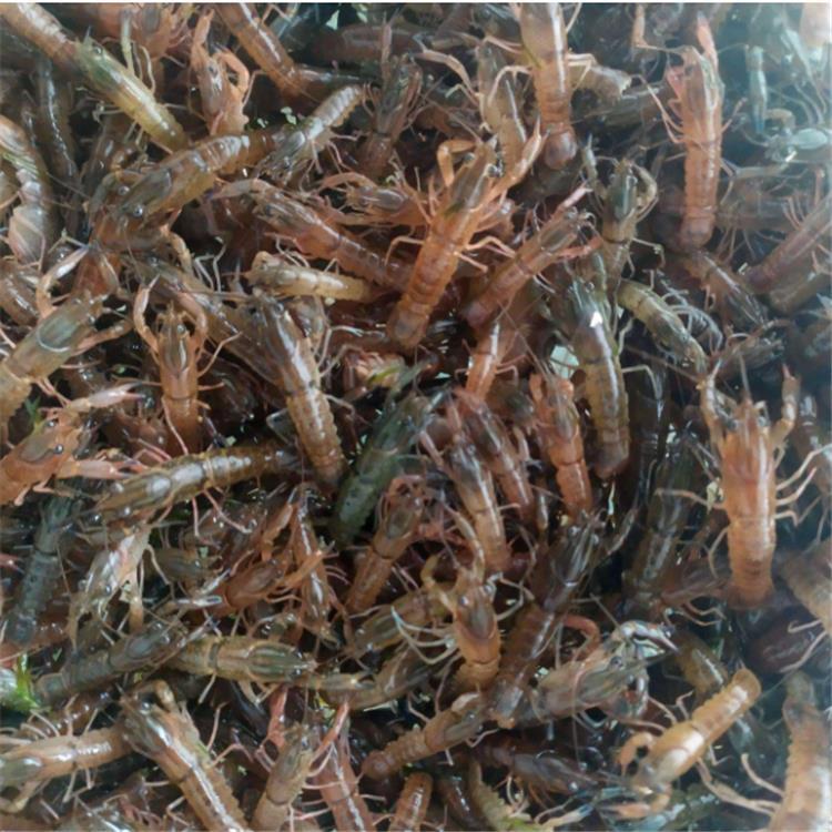 澳洲淡水小龙虾苗 江门澳洲龙虾苗养殖基地