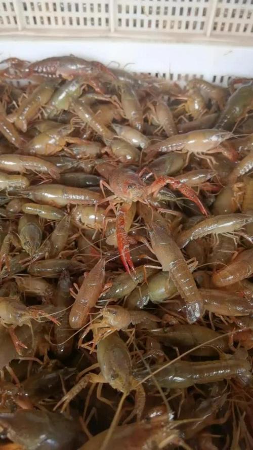 微山湖精品小龙虾苗 一手货源，助力高成活率养殖新篇章