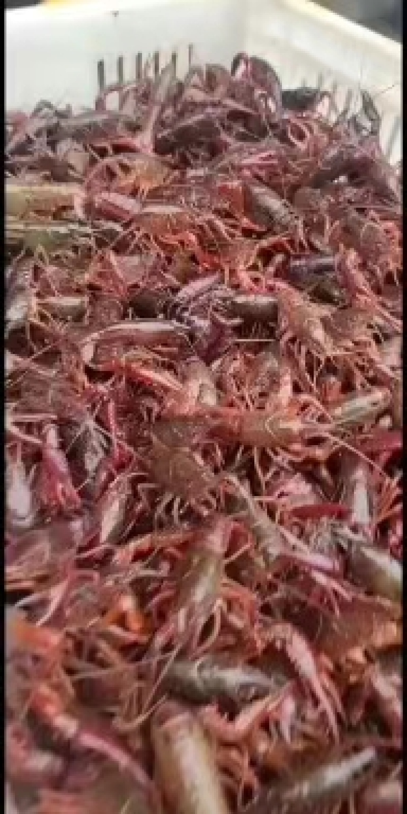 湖北潜江小龙虾苗批发指南 8元/斤热销背后的养殖机遇