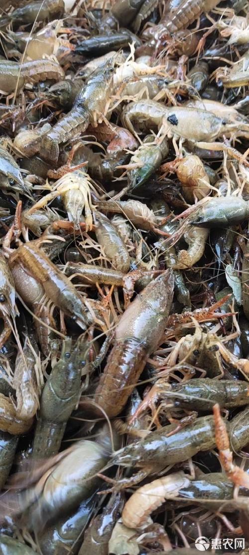 [龙虾苗批发] 龙虾苗!价格10元/斤 - 惠农网
