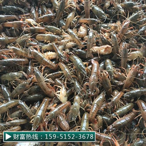 0成交0千克包邮小龙虾苗种虾抱卵青虾活体虾淡水养殖龙虾苗优质苗种