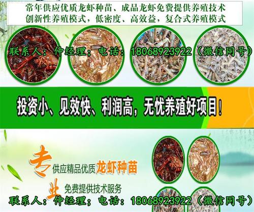 供应龙虾苗多少钱一斤@免费提供技术淡水小龙虾种苗繁育,是集小龙虾苗