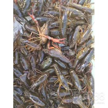 湖北潜江小龙虾苗价格行情与养殖前景分析
